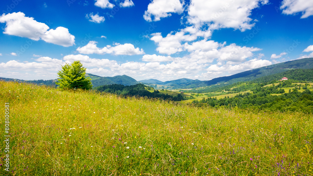 Obraz premium grassy alpine meadow on the hill of ukrainian highlands. sustainable life in transcarpathia region. carpathian mountains in summer. sunny weather with fluffy clouds on the blue sky