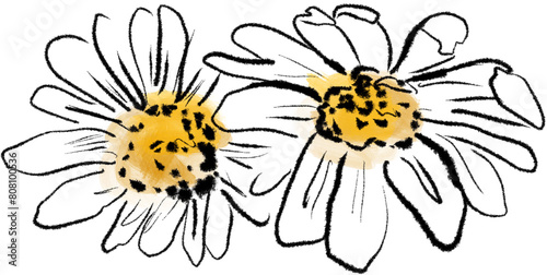 White Daisies floral illustration