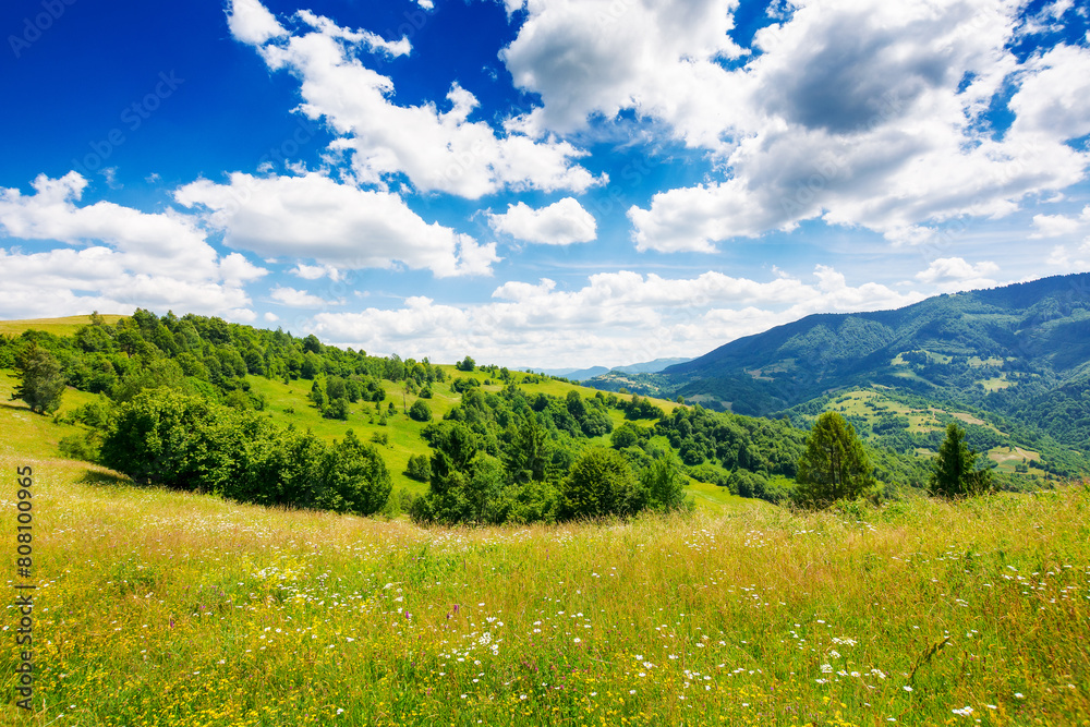 Fototapeta premium carpathian countryside with grassy meadows. beautiful rolling landscape with forested hills in summer. scenery with stunning view beneath an amazing sky located in transcarpathian region of ukraine