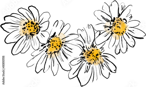 White Daisies floral illustration