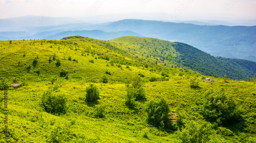 grassy alpine hillside of carpathian mountains in evening light. landscape of ukrainian highlands in summer. scenery located on the mount smooth also called runa. amazing view in to the distant valley