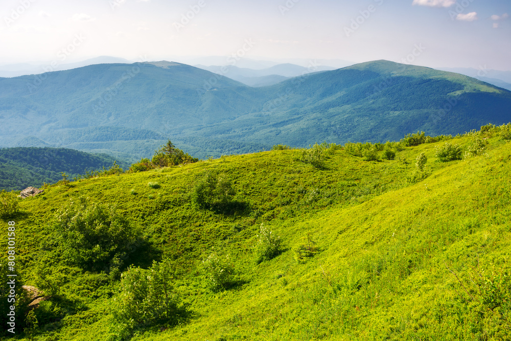 Obraz premium alpine grassy hills. carpathian landscape of ukraine on a sunny summer evening. mountainous scenery with view in to the distant valley smoothly rolling beneath a blue sky