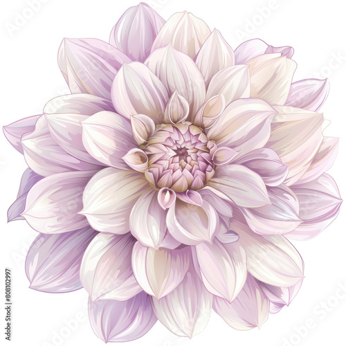 Single dahlia flower clipart  purple and cream color palette  isolated on transparent background