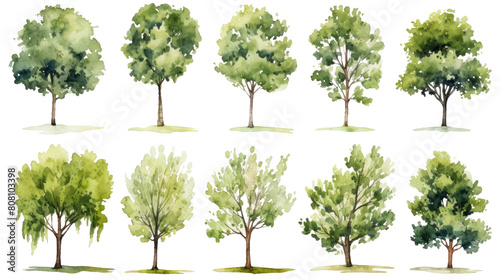 Tree set in sketch style watercolor  isolated on transparent background