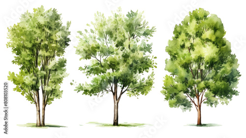  Tree set in sketch style watercolor  isolated on transparent background