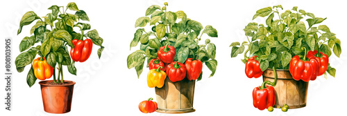 Set of watercolor bell peppers growing from a pot  isolated on transparent background