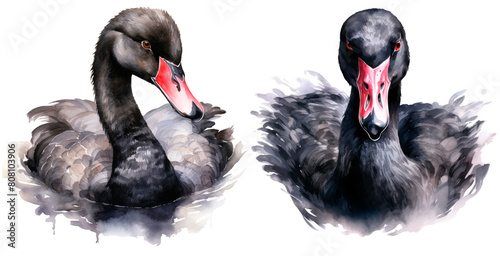 Fototapeta Naklejka Na Ścianę i Meble -  Set of watercolor black swan, isolated on transparent background