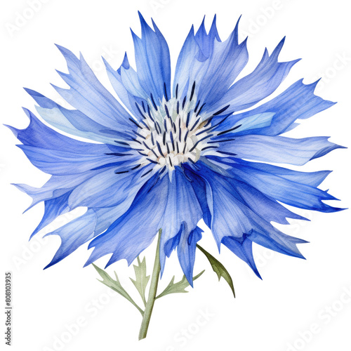 Watercolor cornflower isolated on transparent background