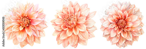 Set of watercolor dahlia flower clipart, peach and cream color palette, isolated on transparent background