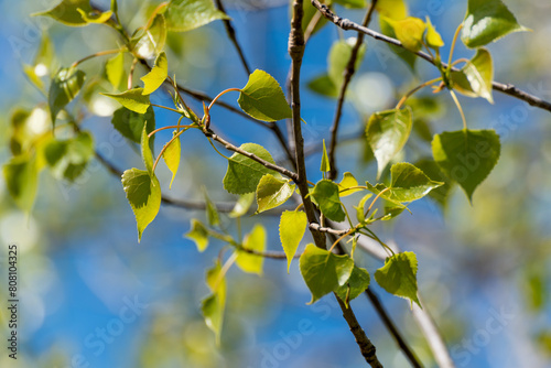 Green Poplar Leaves Emerging On A Tree Branch In Spring In Wisconsin