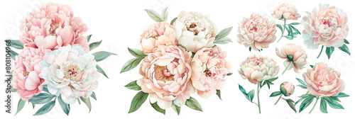 Set of watercolor peony bouquet, blush and cream color palette, isolated on transparent background