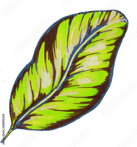 Calathea leaf hand drawn illustration