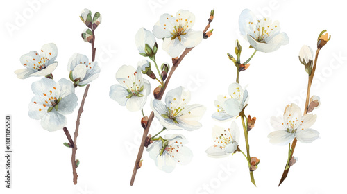 Fototapeta Naklejka Na Ścianę i Meble -  Watercolor white cherry blossom flower blooming collection set, isolated on transparent background