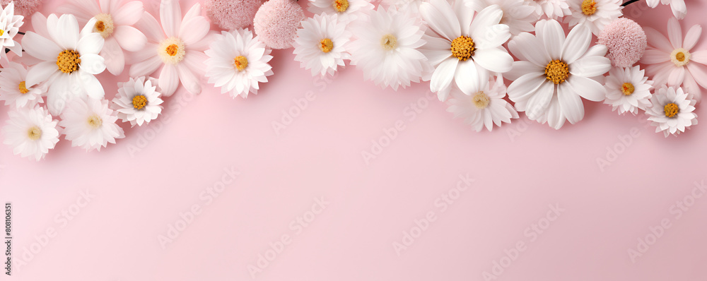 spring flowers background,Daisy Chamomile Flowers On Pale Pink Lifestyle Concept