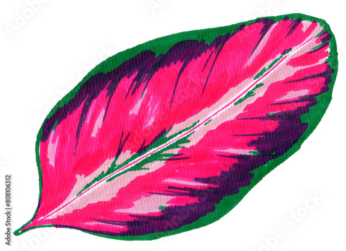 Calathea leaf hand drawn illustration