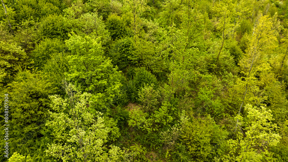 Aerial view of a forest on a cloudy day. Aerial view of a forest on a cloudy day.