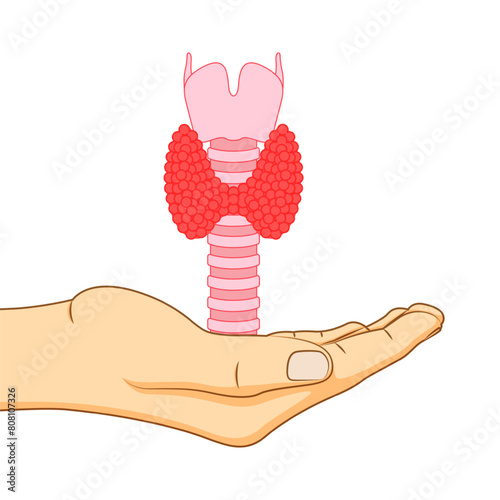 Vector illustration of thyroid gland in hand on transparent background