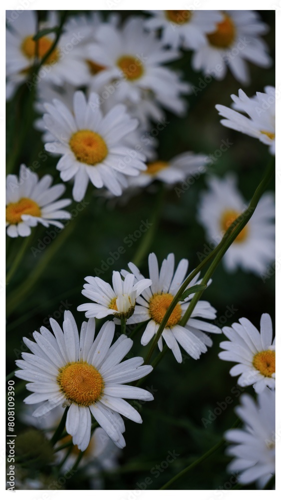 Fototapeta premium daisies in a row