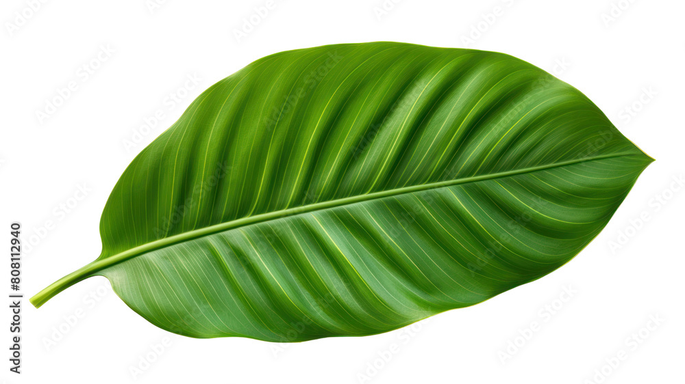 Fototapeta premium PNG Tropical leaves nature plant green.