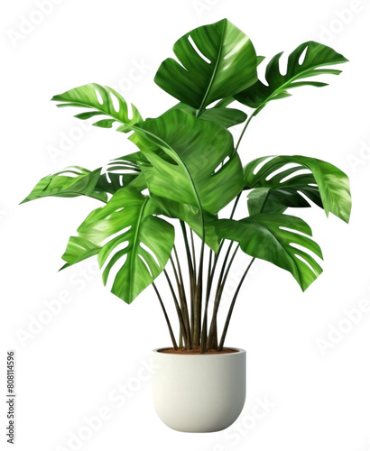 Wallpaper Mural PNG Plant leaf tree houseplant. Torontodigital.ca
