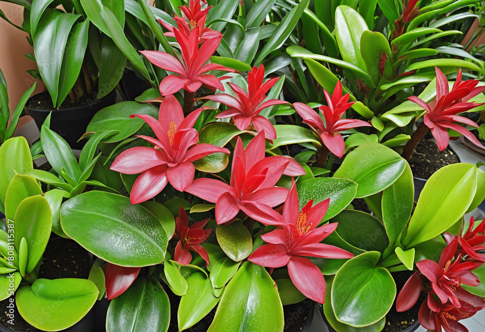 Obraz premium Vibrant indoor botanical décor: A collection of colourful houseplants like bromeliads, croton, orchids, and begonias
