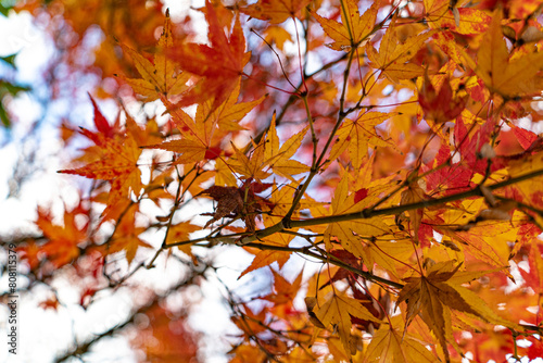 日本庭園の秋景色と城 © い すうへ