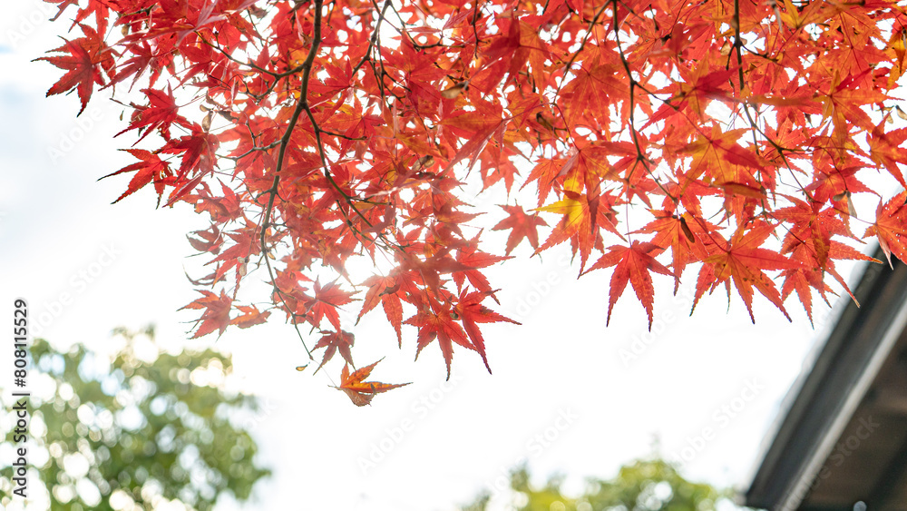 青空を背景にした燃えるような紅葉 青空を背景にした燃えるような紅葉
