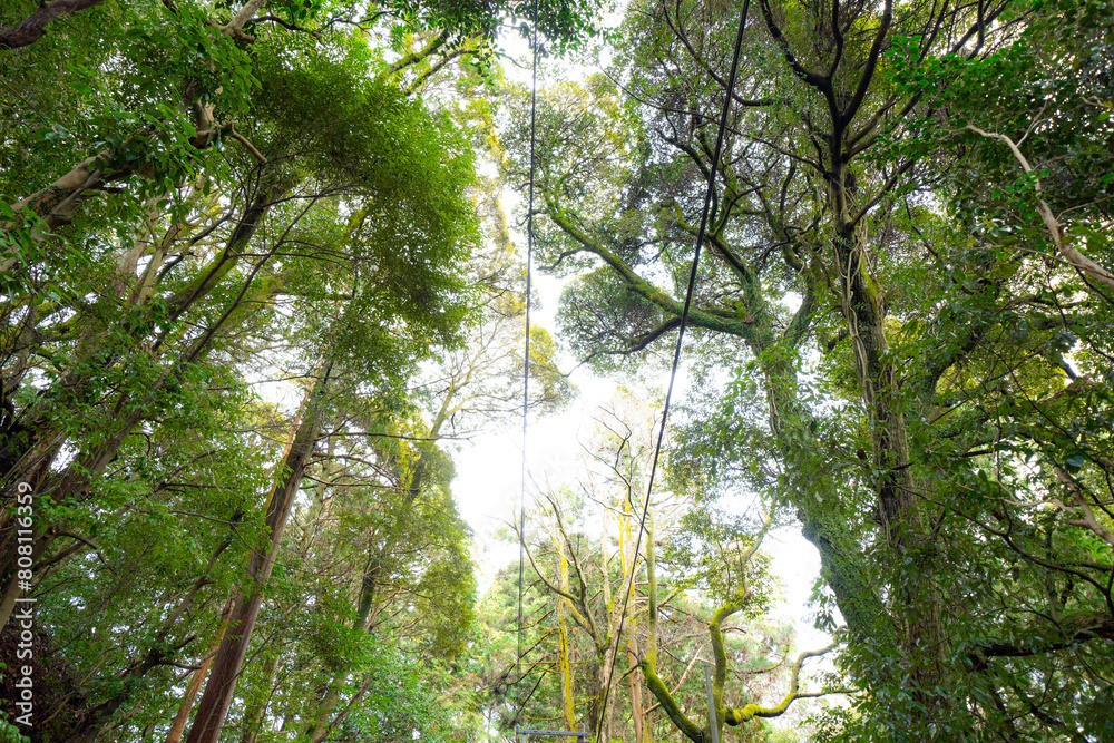 Fototapeta premium 日本の森林