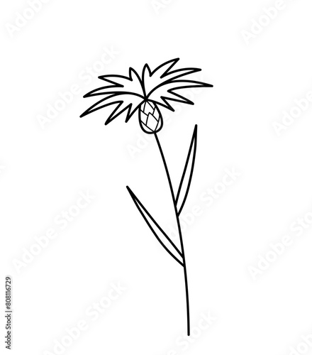 Cornflower. Blooming meadow plant. Centaurea. Hand drawn sketch icon of summer flower. Isolated vector illustration in doodle line style.