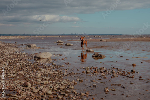 Red dog runs on water on the beach and playes with ball photo