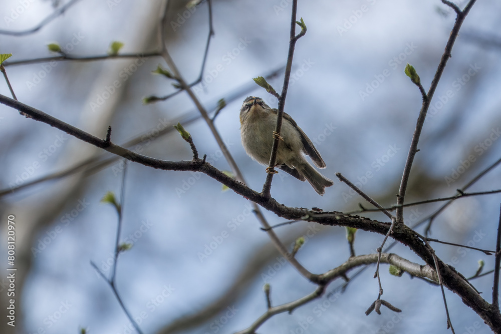 the common firecrest regulus ignicapilla perched in a tree with a blurred background the common firecrest regulus ignicapilla perched in a tree with a blurred background