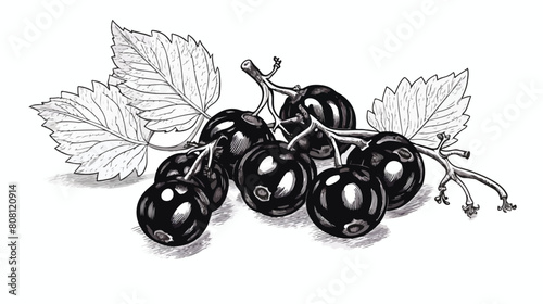 Bunch of black currant berries engraved hand drawn