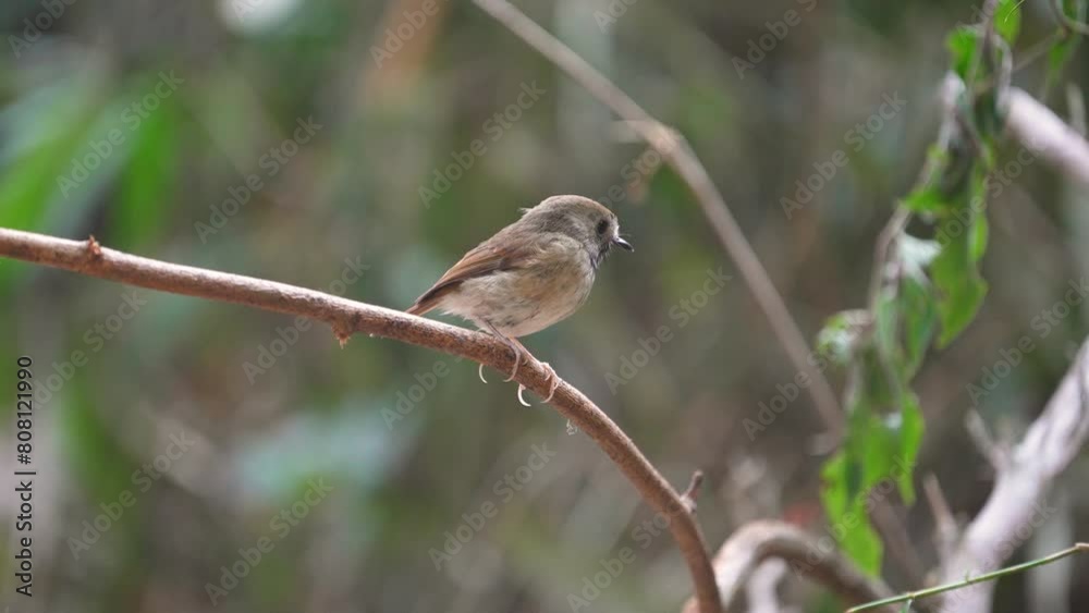 White-gorgeted flycatcher bird watching in the forest. White-gorgeted flycatcher bird watching in the forest.