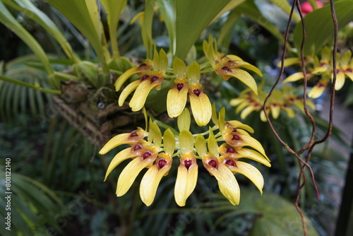 Bulbophyllum graveolens is a species of orchid in the genus Bulbophyllum. Botanical Garden Munich, Germany.

