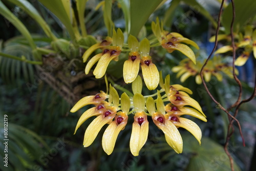 Bulbophyllum graveolens is a species of orchid in the genus Bulbophyllum. Botanical Garden Munich, Germany.

