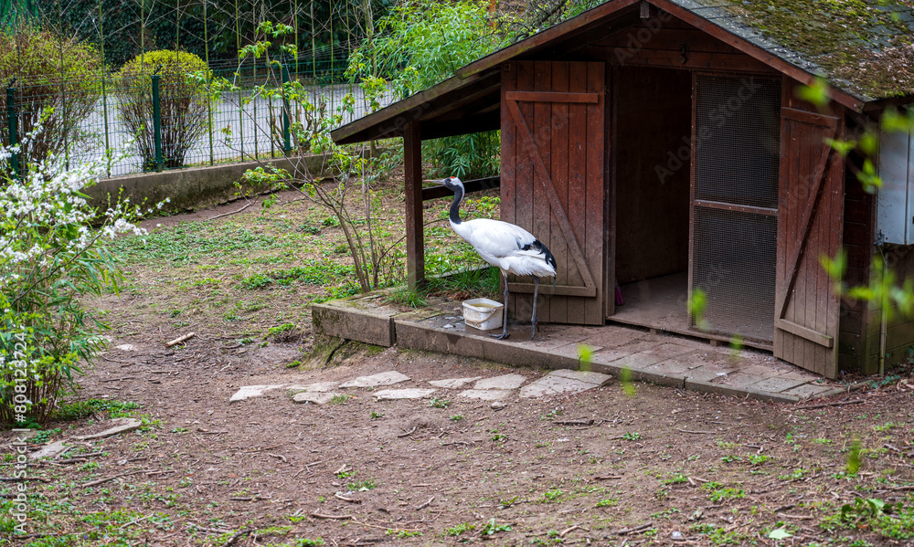Bird Red-crowned crane stands by the wooden house.