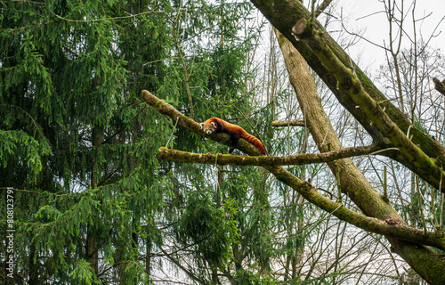 Red panda lies and rests high on tree. photo