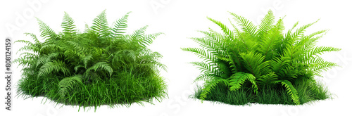 Realistic green bush with ferns isolated on transparent or white background
