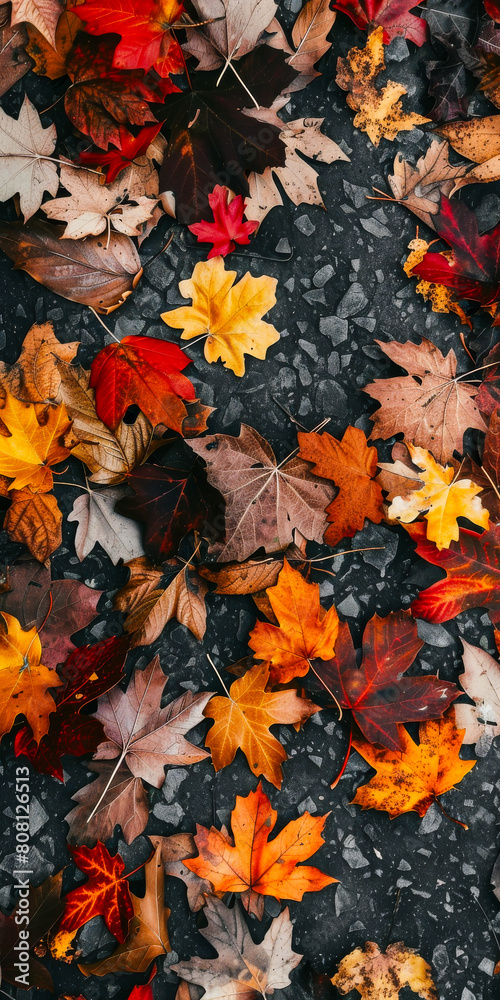 Tranquil Fall Leaves Lying on the Floor Wallpaper
Tranquil Fall Leaves Lying on the Floor Wallpaper