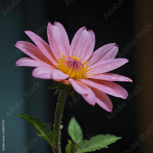 a pink flower with a yellow center in a vase