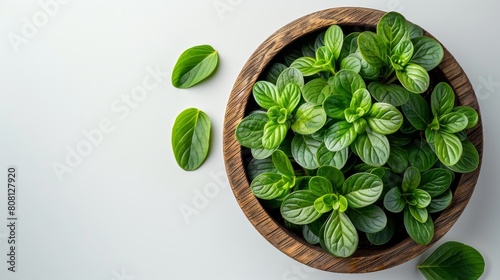 Plant in pot isolated on white desk background, top view photo