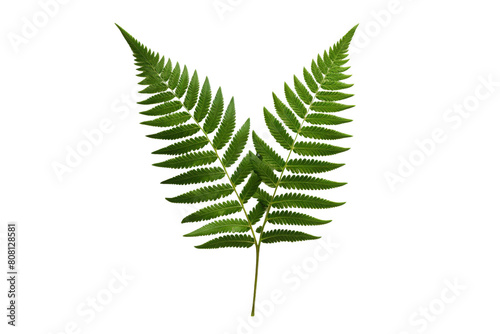 A beautiful fern frond, isolated. The delicate veins and serrated edges of the frond are clearly visible. photo
