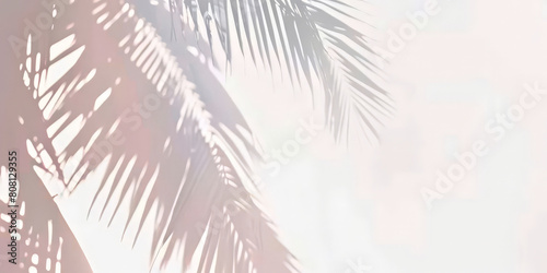 palm tree shadows on white background, tropical leave shadows on beige background, banner