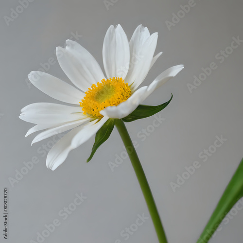 a white flower with a yellow center in a vase