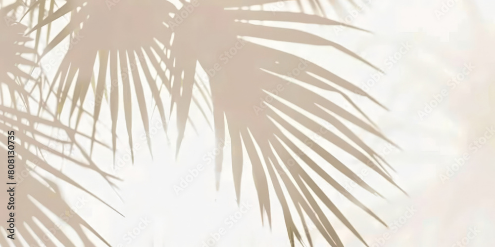 Obraz premium palm tree shadows on white background, tropical leave shadows on beige background, banner