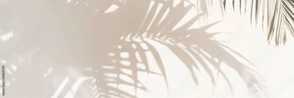 palm tree shadows on white background, tropical leave shadows on beige background, banner