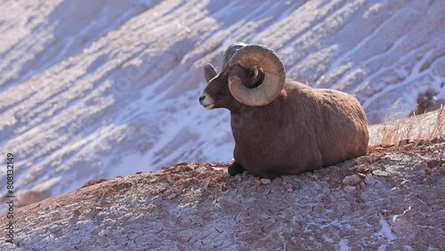 Wild Bighorn Sheep in the rugged landscape of Badlands National Park, South Dakota in the winter.