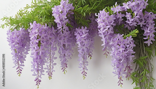  Beautiful lilac flowers in full bloom isolated on a transparent background for design layouts 