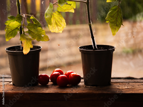 Tomato plants growing in greenhouse window  photo