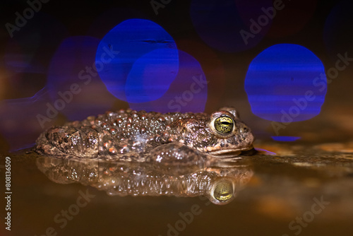 running toad with bokeh photo